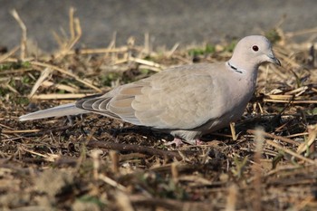 Eurasian Collared Dove 岡山県 Sun, 2/21/2021