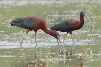 Glossy Ibis Unknown Spots Tue, 5/4/2021