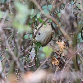 Dusky Warbler 岡山県 Sun, 12/27/2020