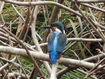 カワセミ 千葉市泉自然公園 2017年2月28日(火)