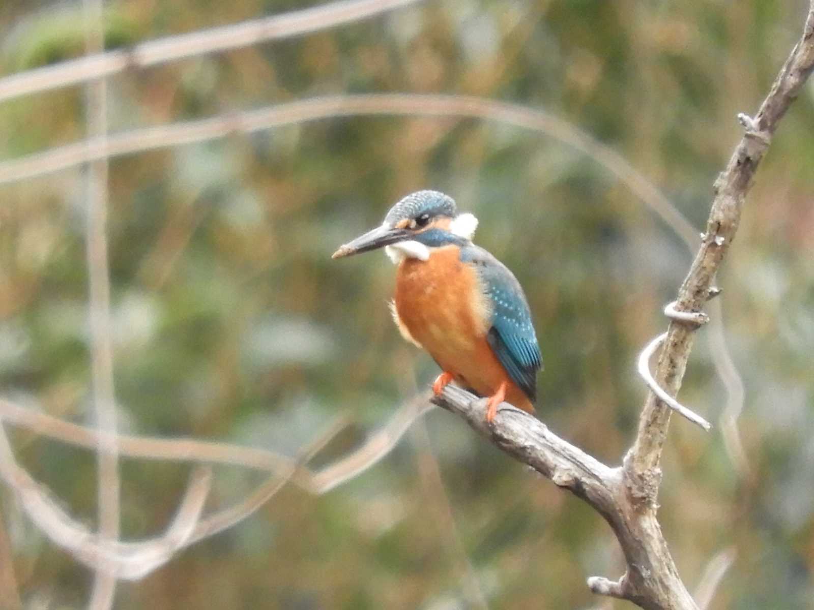 Common Kingfisher