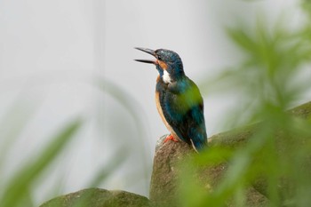 カワセミ 三ツ池公園(横浜市鶴見区) 2021年6月25日(金)