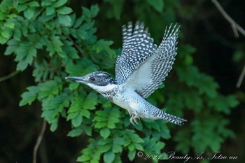 Crested Kingfisher 平成榛原子供のもり公園 Thu, 6/24/2021