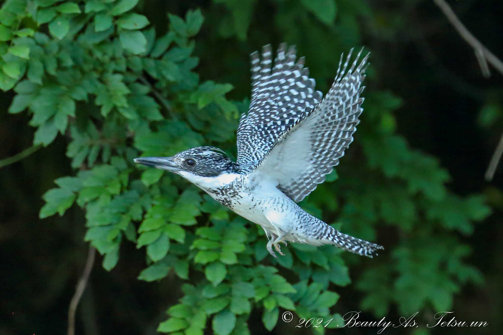 Photo of Crested Kingfisher at 平成榛原子供のもり公園 by 哲庵（てつあん）