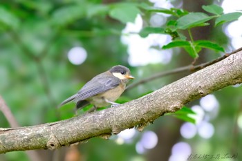 ヤマガラ 守谷野鳥のみち 2021年6月25日(金)