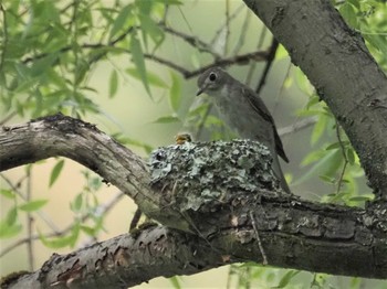 2021年5月15日(土) 定光寺公園の野鳥観察記録