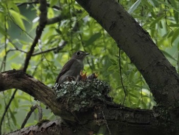 Tue, 5/18/2021 Birding report at 定光寺公園