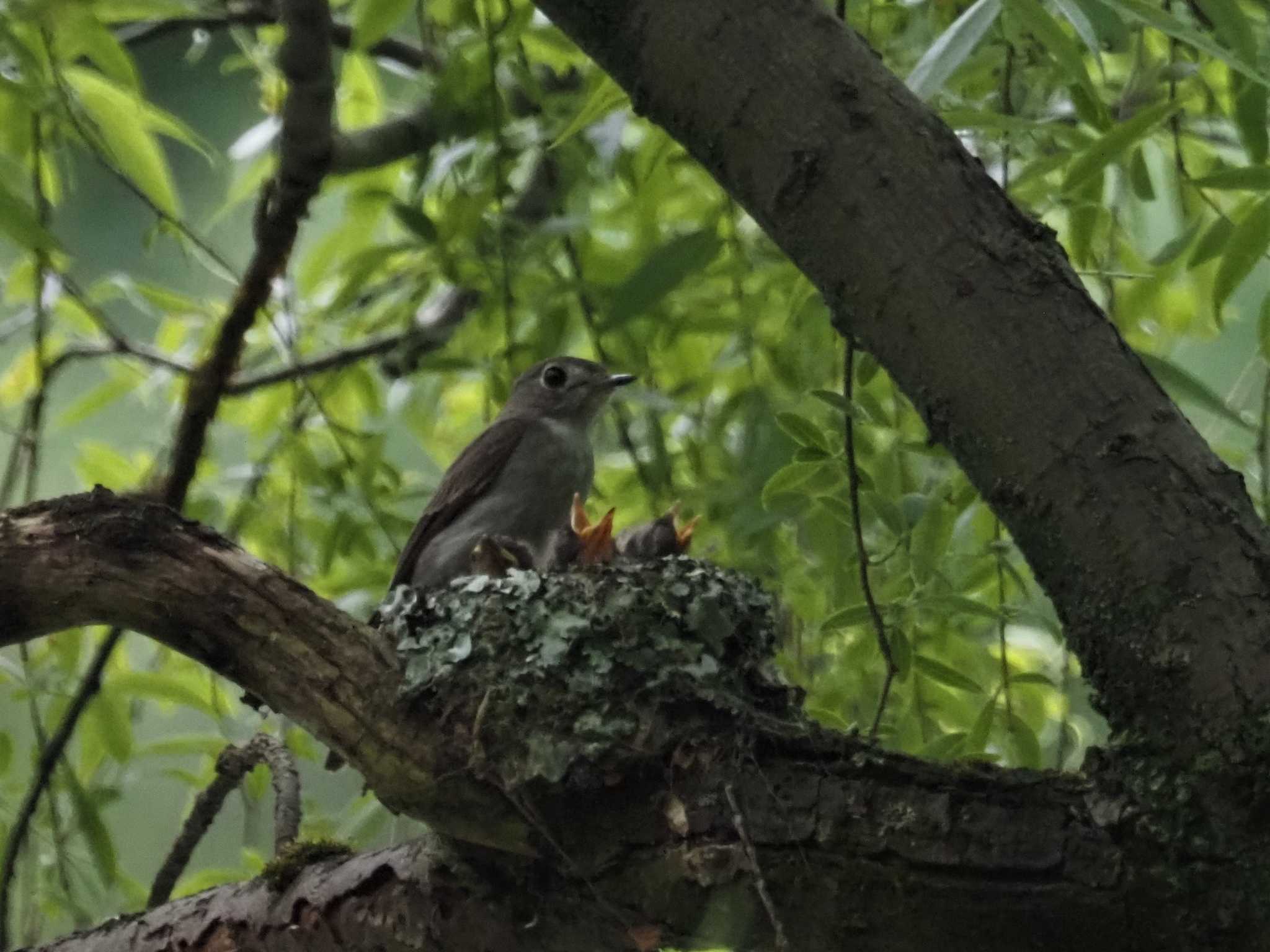 Asian Brown Flycatcher