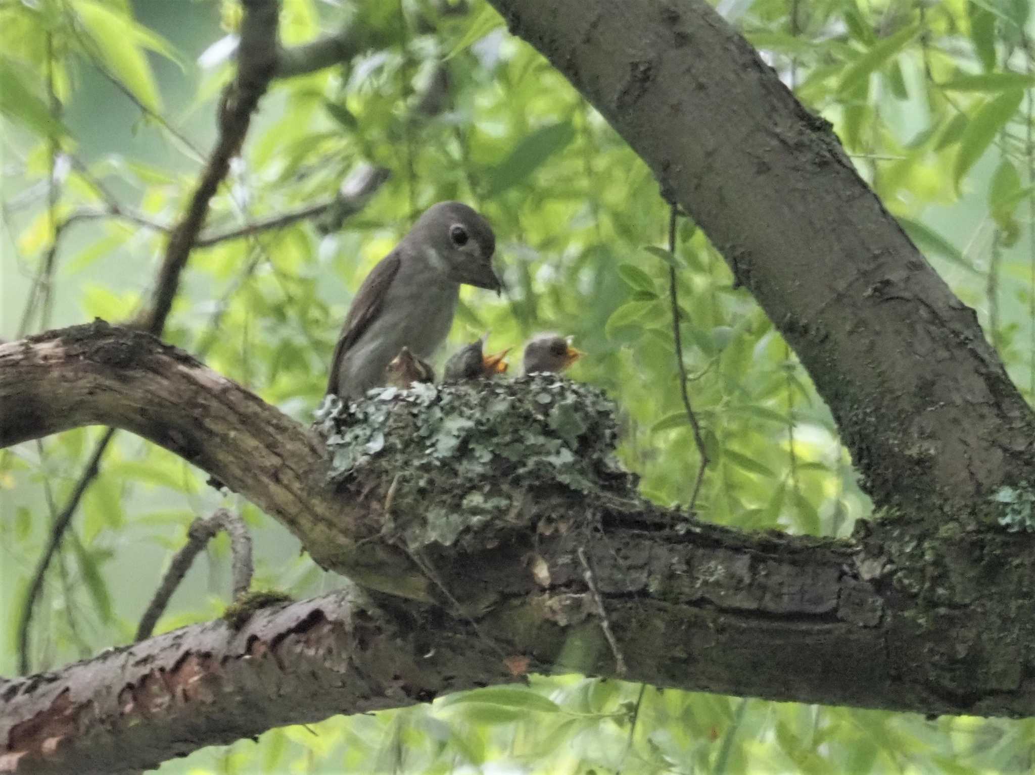 Asian Brown Flycatcher