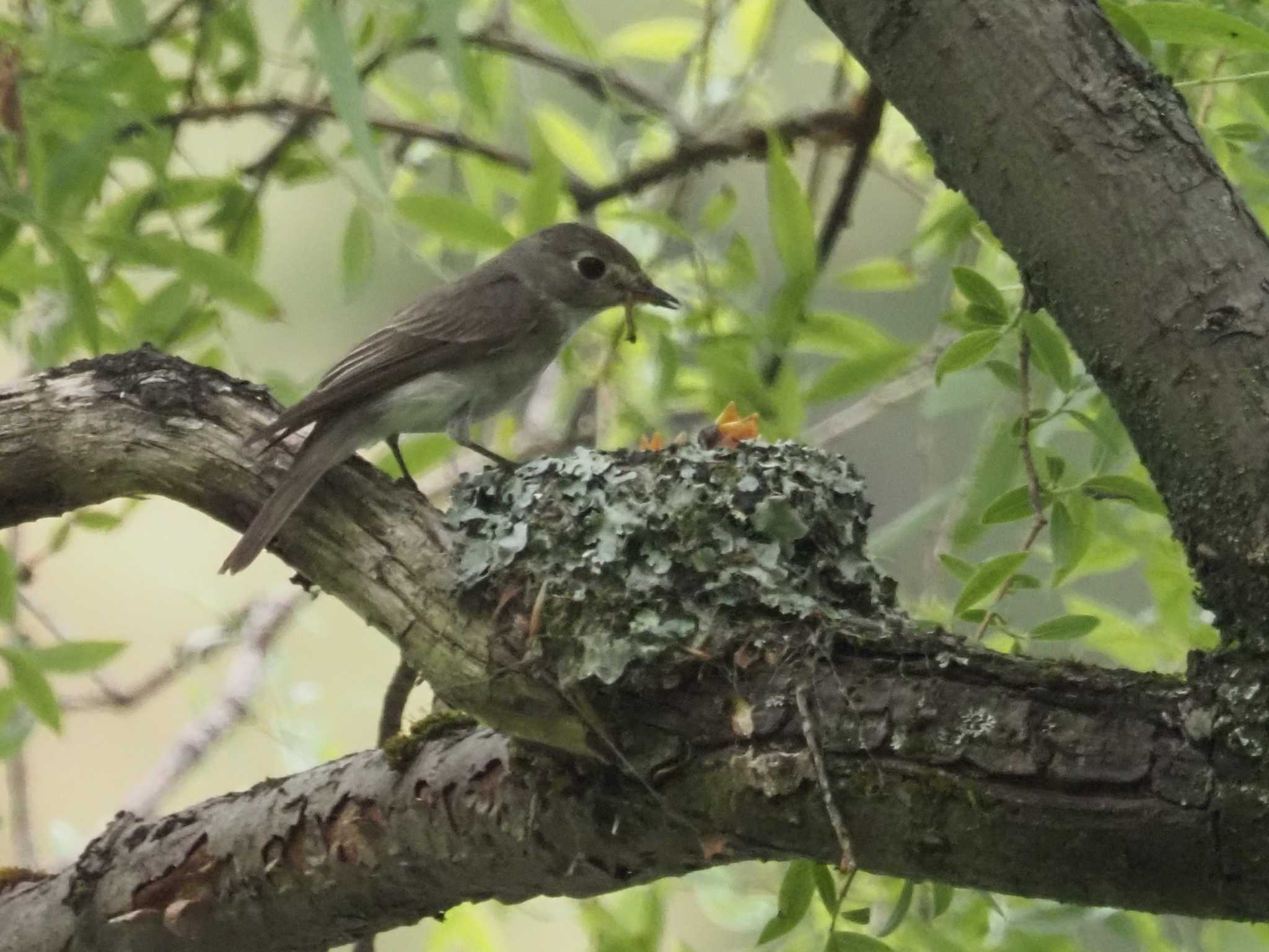 コサメビタキ