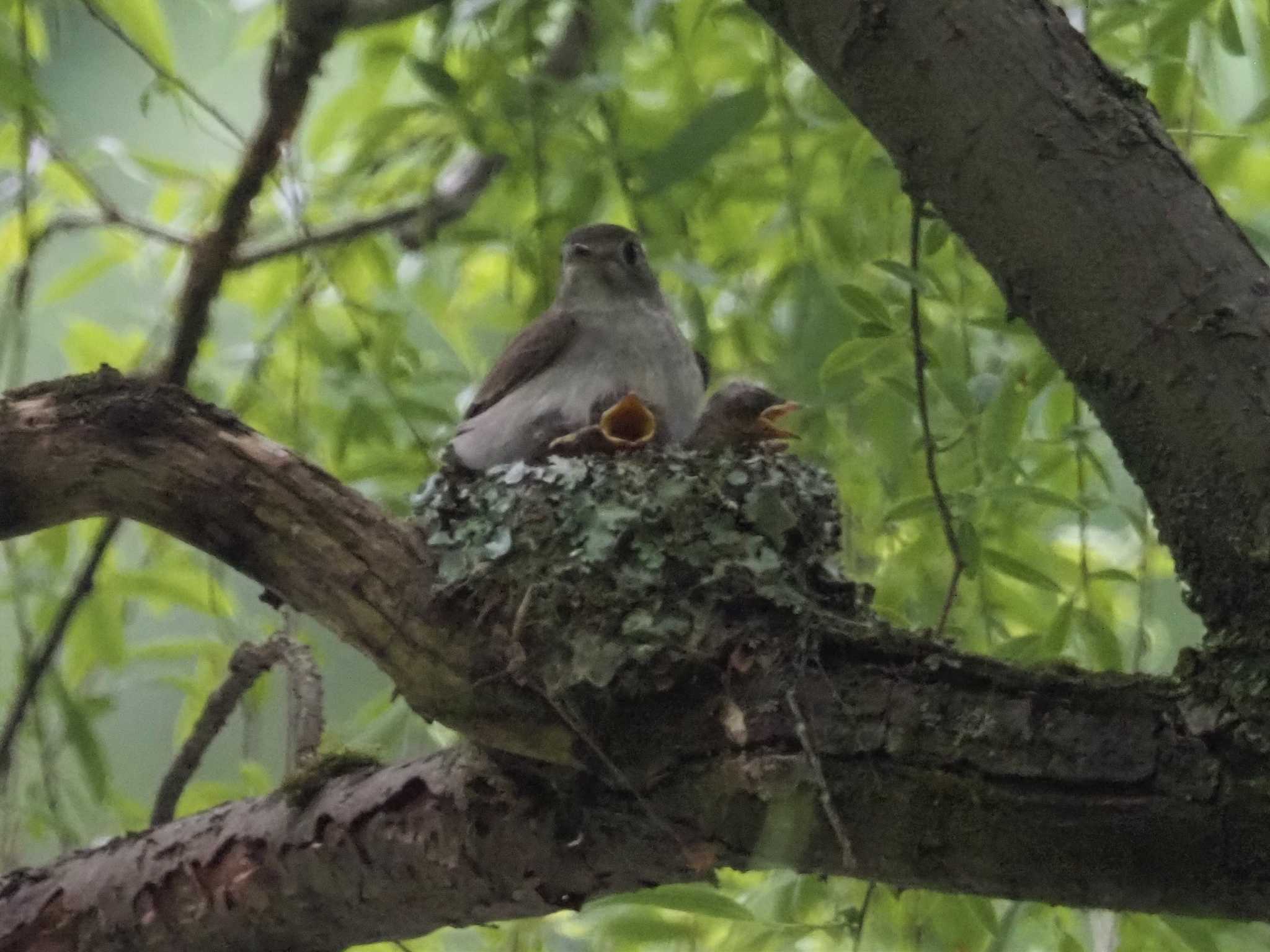 Asian Brown Flycatcher