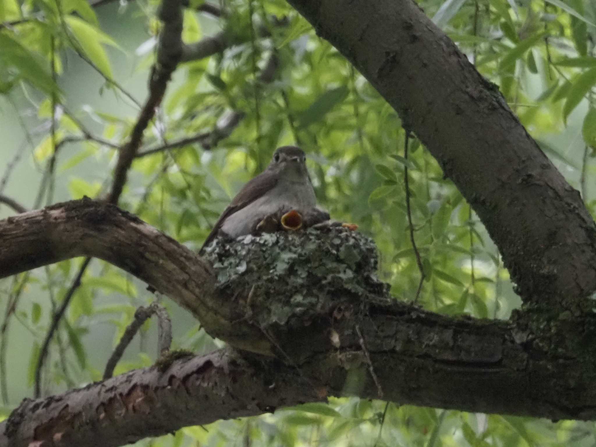 Asian Brown Flycatcher