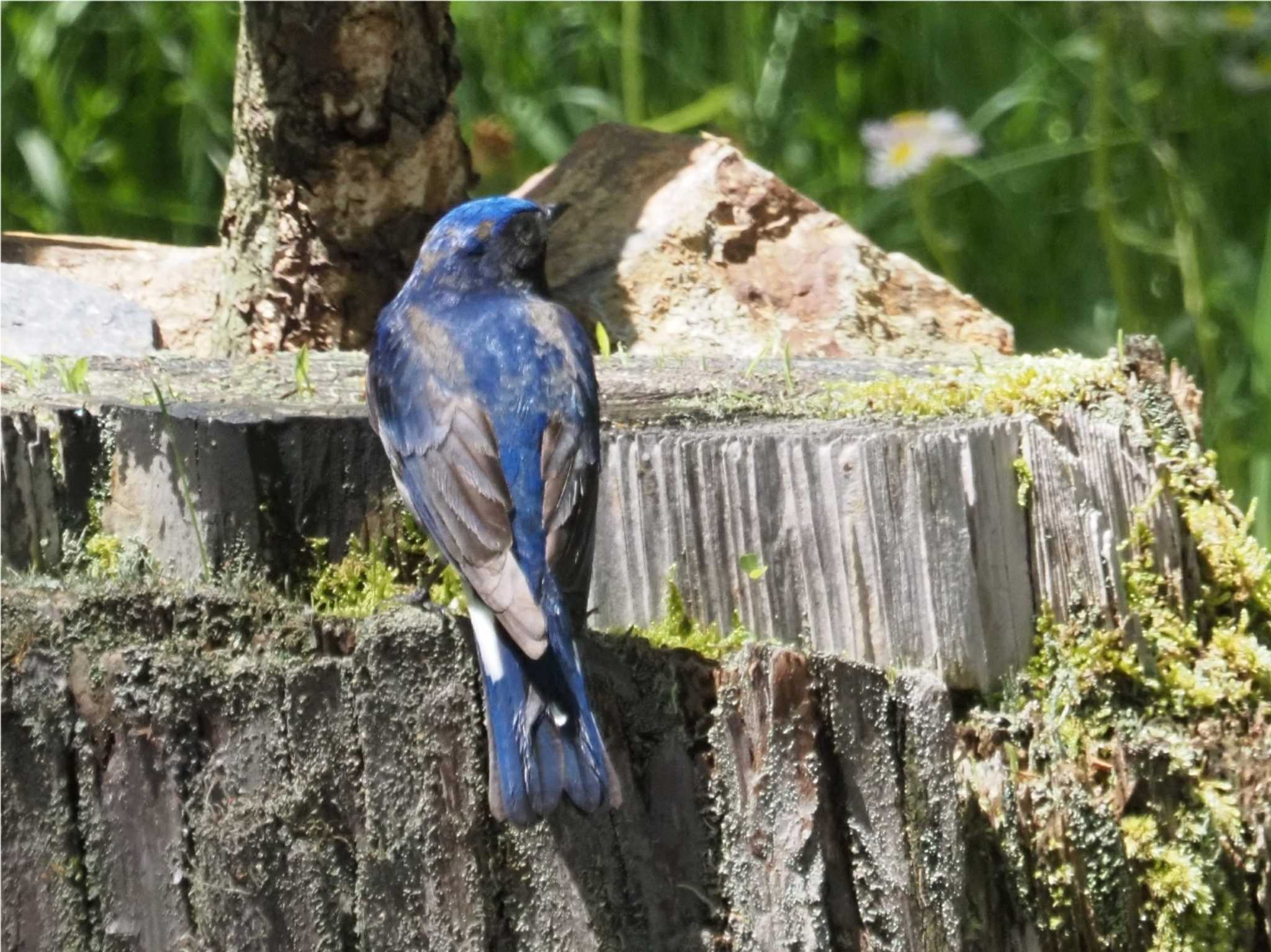 Photo of Blue-and-white Flycatcher at 定光寺公園 by KazuIson