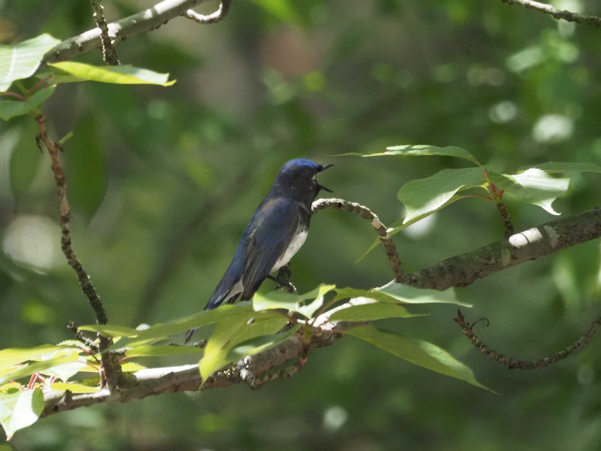 Photo of Blue-and-white Flycatcher at 定光寺公園 by KazuIson