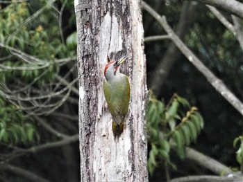 2021年4月15日(木) 定光寺公園の野鳥観察記録