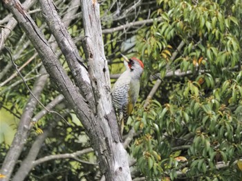 アオゲラ 定光寺公園 2021年4月15日(木)