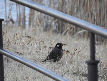 Tue, 2/28/2017 Birding report at 花の丘公園