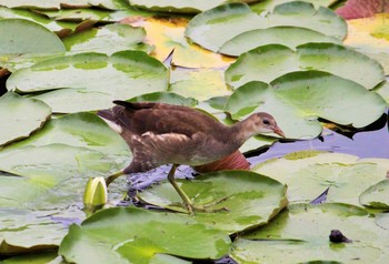 Common Moorhen Unknown Spots Sat, 6/19/2021