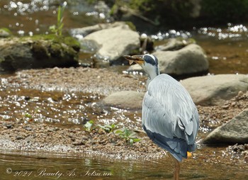 Grey Heron 平成榛原子供のもり公園 Thu, 6/24/2021