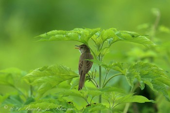 Oriental Reed Warbler 淀川河川公園 Sat, 6/26/2021