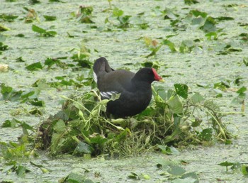 Common Moorhen Oizumi Ryokuchi Park Sat, 6/26/2021