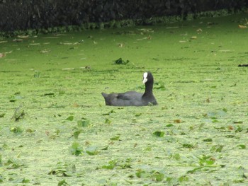 Eurasian Coot Oizumi Ryokuchi Park Sat, 6/26/2021