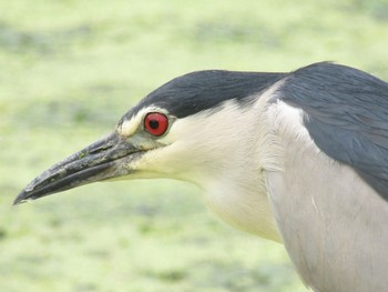 Black-crowned Night Heron Oizumi Ryokuchi Park Sat, 6/26/2021