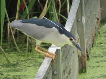 Black-crowned Night Heron Oizumi Ryokuchi Park Sat, 6/26/2021