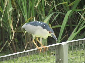 Black-crowned Night Heron Oizumi Ryokuchi Park Sat, 6/26/2021