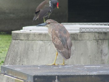 Black-crowned Night Heron Oizumi Ryokuchi Park Sat, 6/26/2021