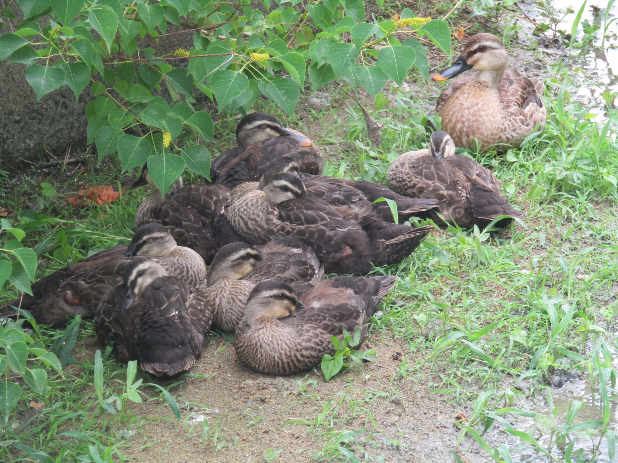 Photo of Eastern Spot-billed Duck at Oizumi Ryokuchi Park by みゆう