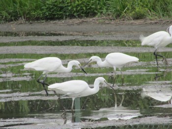 Little Egret Oizumi Ryokuchi Park Sat, 6/26/2021