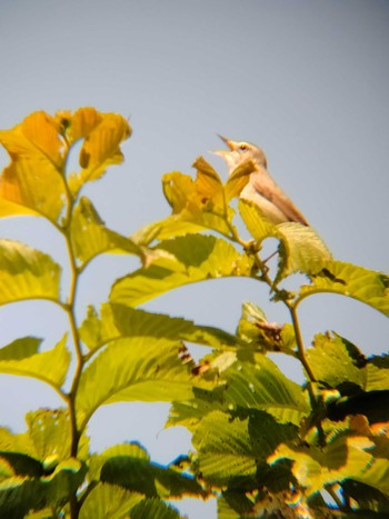 2021年6月26日(土) 茨戸川緑地の野鳥観察記録