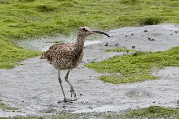 Eurasian Whimbrel Tokyo Port Wild Bird Park Sat, 6/26/2021