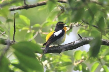 Narcissus Flycatcher 再度山 Sun, 6/20/2021