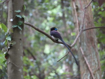 2021年6月26日(土) 八王子城跡の野鳥観察記録