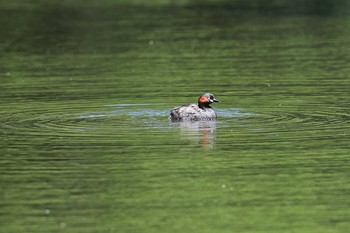 カイツブリ 北海道　七飯町　大沼公園 2021年6月26日(土)