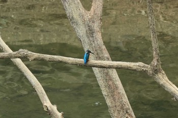 2021年6月26日(土) 早戸川林道の野鳥観察記録