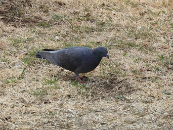 カワラバト 葛西臨海公園 2017年3月7日(火)