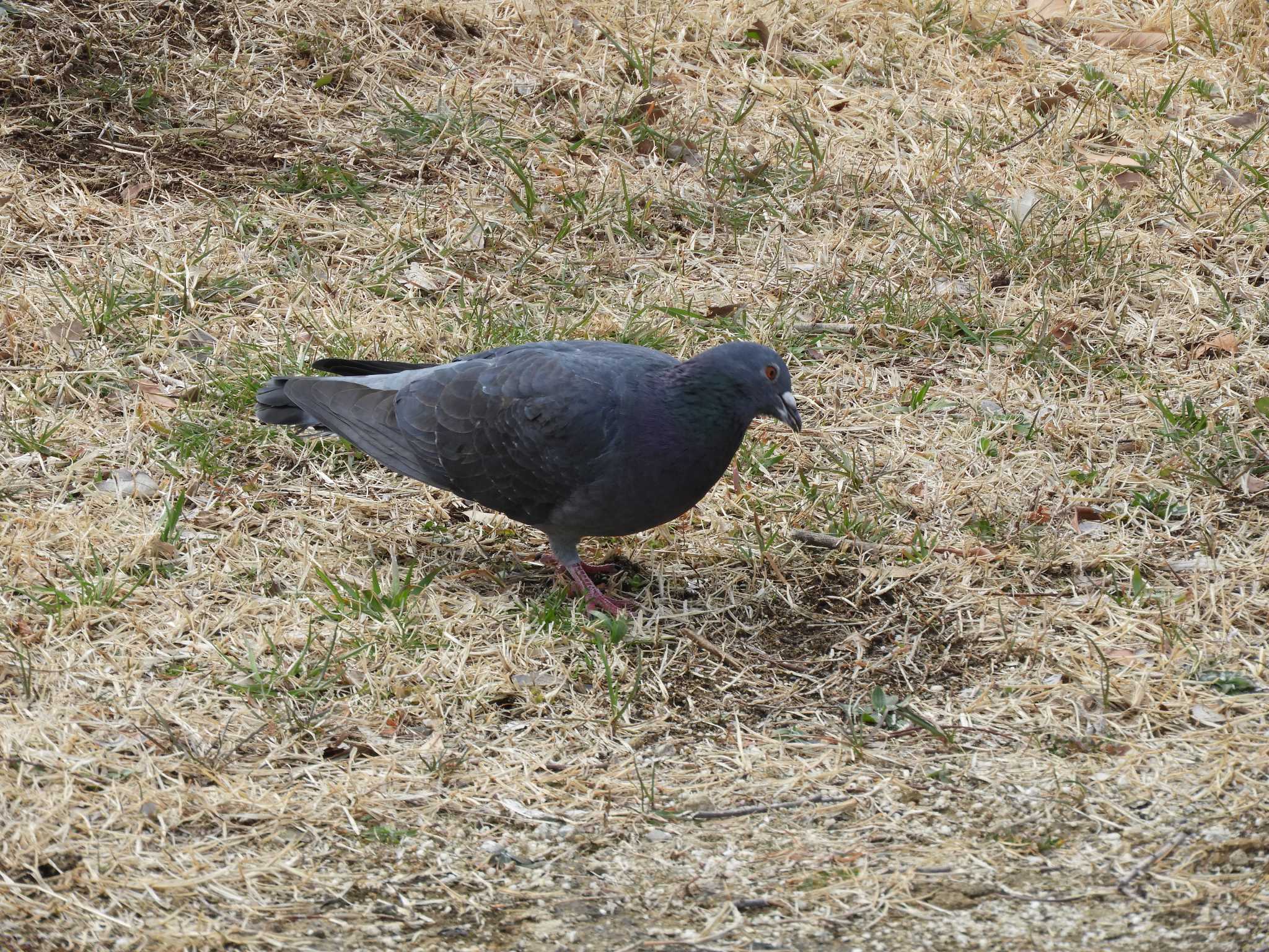 Photo of Rock Dove at Kasai Rinkai Park by SharkGirl