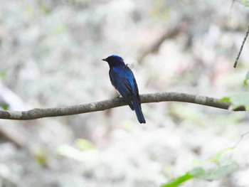 オオルリ 太白山自然観察の森 2021年6月26日(土)