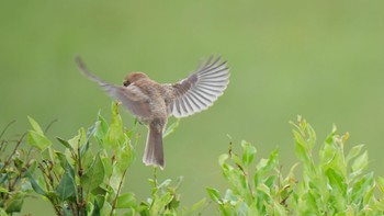 Bull-headed Shrike 淀川河川公園 Sat, 6/26/2021