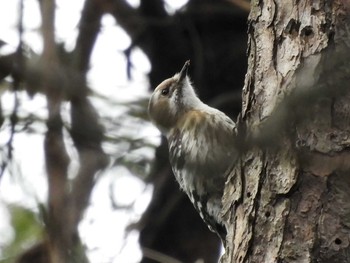 Tue, 3/7/2017 Birding report at Kasai Rinkai Park