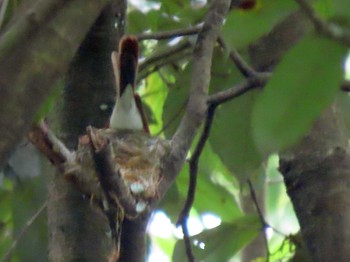 Black Paradise Flycatcher 長良川ふれあいの森 Sat, 6/26/2021