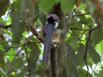 Black Paradise Flycatcher 長良川ふれあいの森 Sat, 6/26/2021