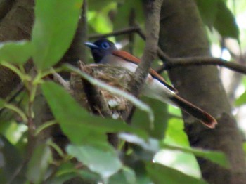 Black Paradise Flycatcher 長良川ふれあいの森 Sat, 6/26/2021