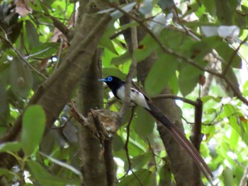 Black Paradise Flycatcher 長良川ふれあいの森 Sat, 6/26/2021