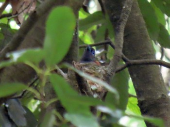 Black Paradise Flycatcher 長良川ふれあいの森 Sat, 6/26/2021