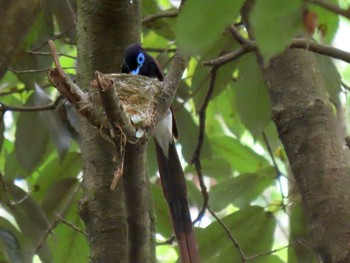 Sat, 6/26/2021 Birding report at 長良川ふれあいの森