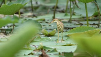 ヨシゴイ 伊佐沼 2021年6月26日(土)